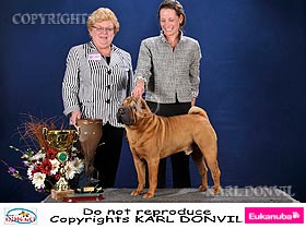 dogs breeders dog pictures
