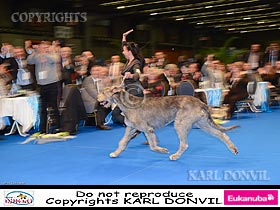 honden fokkers en hond foto's